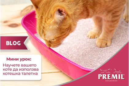 НАУЧЕТЕ ВАШЕТО КОТЕ ДА ИЗПОЛЗВА КОТЕШКА ТОАЛЕТНА