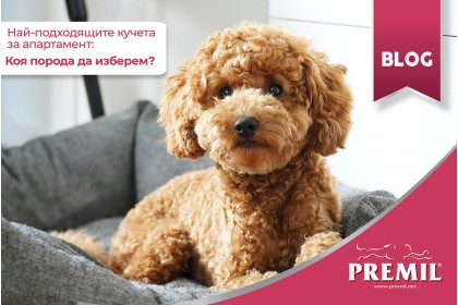 НАЙ-ПОДХОДЯЩИТЕ ПОРОДИ КУЧЕТА ЗА АПАРАТАМЕНТ