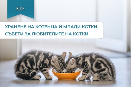 ХРАНЕНЕ НА КОТЕНЦА И МЛАДИ КОТКИ - СЪВЕТИ ЗА ЛЮБИТЕЛИТЕ НА КОТКИ