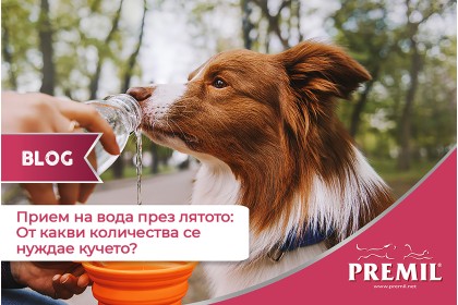 ПРИЕМ НА ВОДА ПРЕЗ ЛЯТОТО: ОТ КАКВИ КОЛИЧЕСТВА СЕ НУЖДАЕ КУЧЕТО? 